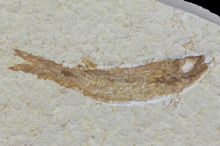 Jurassic Fossil Fish (Leptoleptis) - Solnhofen Limestone #112677